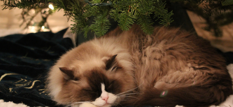 What Colors Can Ragdoll Cats Be?