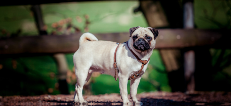 What Do Pugs Usually Die From? 