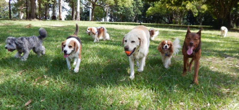What Herbs Are Good For Dogs? 