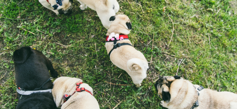 What Is a Group of Pugs Called?