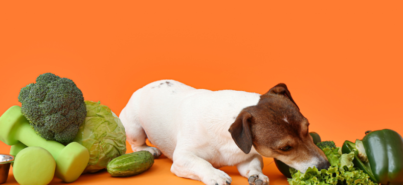 What Vegetables Can Dogs Eat?