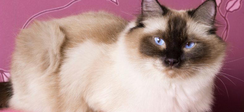 When Do Ragdoll Cats Stop Growing?