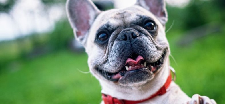 Why Are French Bulldogs So Expensive?