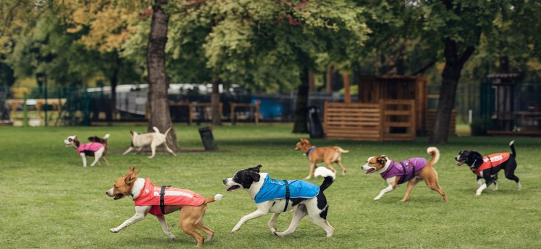 Why Dog Parks Are the Best Places for Your Pup to Play