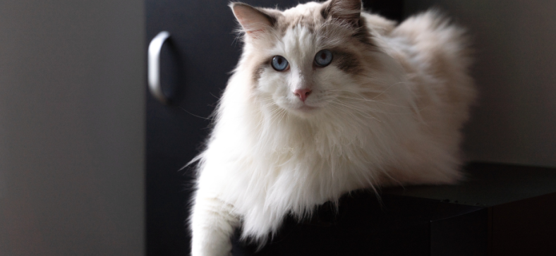Why Ragdoll Cats Are Called Ragdolls?