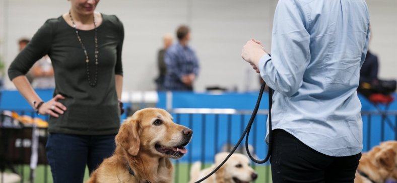 Addressing Aggression in Dogs: Expert Strategies for Safety