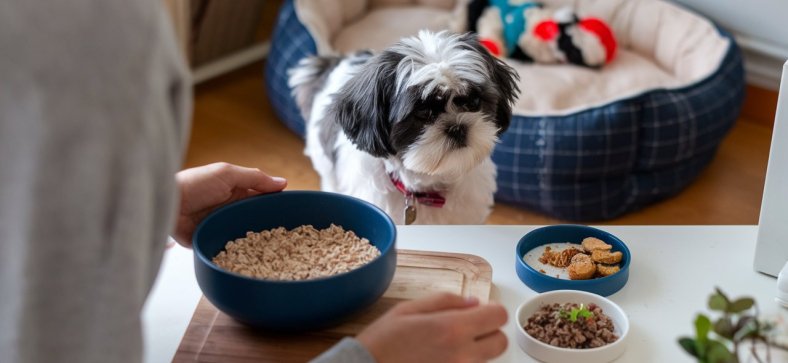 10 Easy Breakfast Recipes for Your Shih Tzu