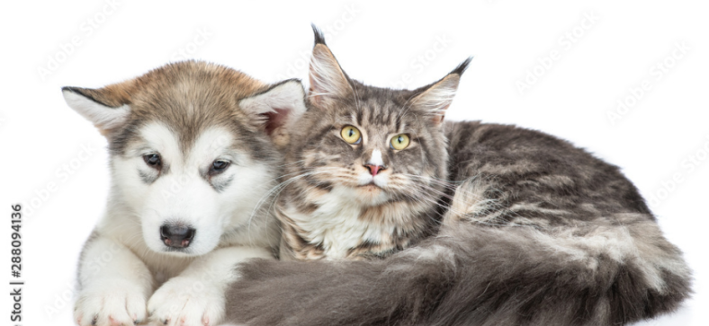 Alaskan Malamutevs Norwegian Forest Cat