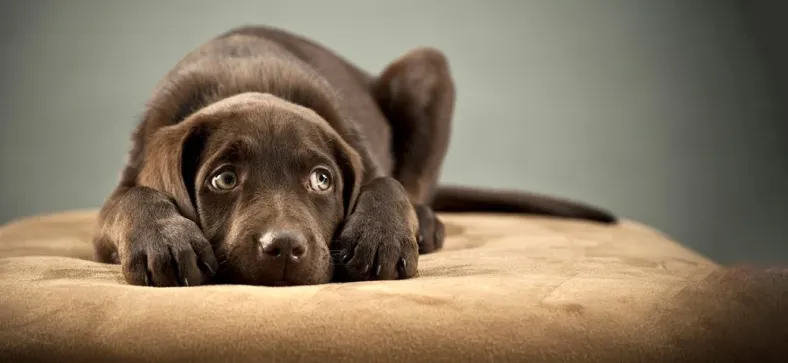 Introducing visitors to Anxious Dog