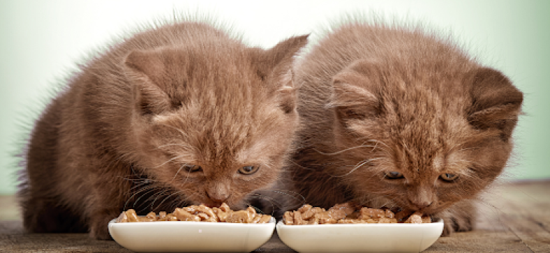 Smooth Transition from Kitten Food to Adult Cat Food