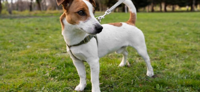 How to Choose the Right Collar or Harness for Your Dog 