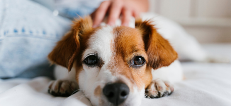 Best Dogs for Cuddles