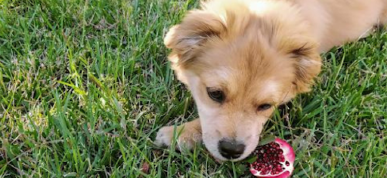 Are Pomegranates Safe for Dogs