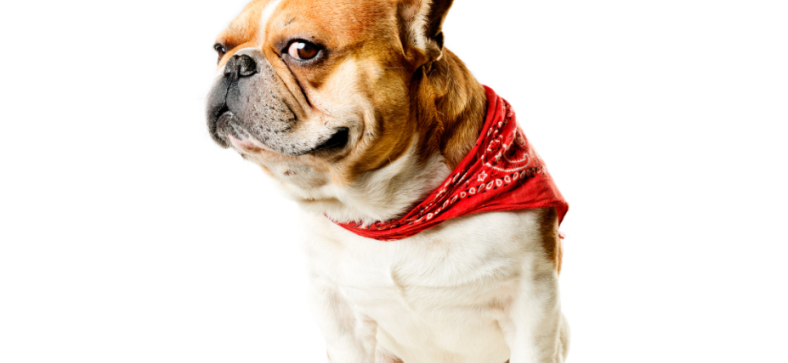 Teacup French Bulldog vs Regular French Bulldog