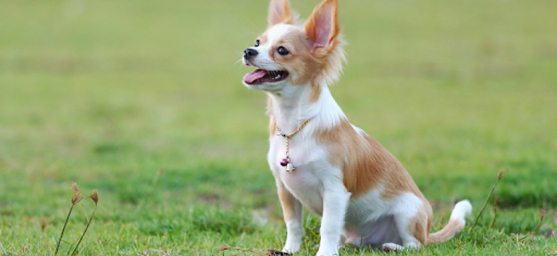 Can Chihuahuas Be Service Dogs