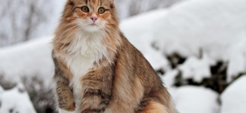 Norwegian Forest Cat Lifespan