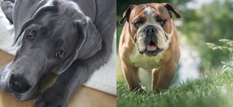Bulldog vs. Great Dane