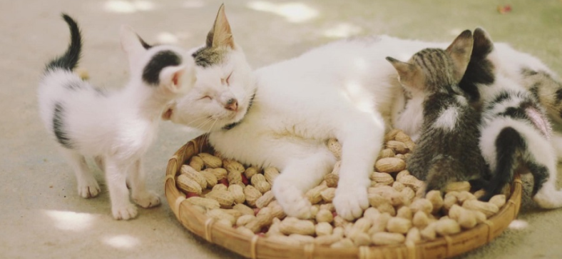 International Cat Day 2024