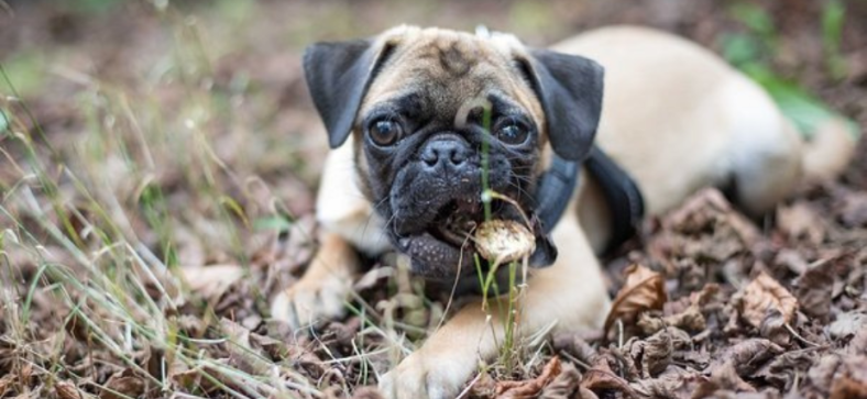 Do Pugs' Eyes Fall Out?