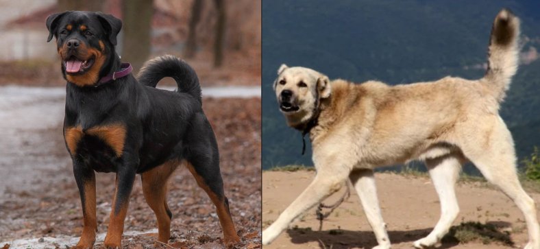 kangal_vs_rottweiler_(1).jpg