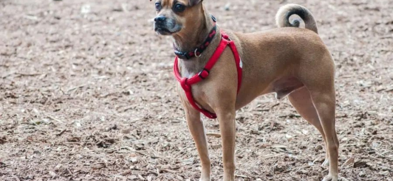 What Does a Pug and Greyhound Mix Look Like?