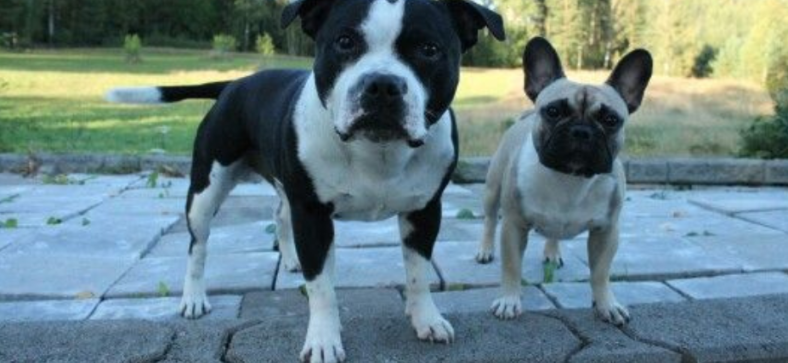 French Bulldog vs. Staffordshire Bull Terrier