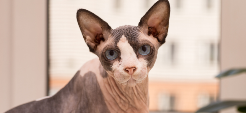 Low Shedding Cats