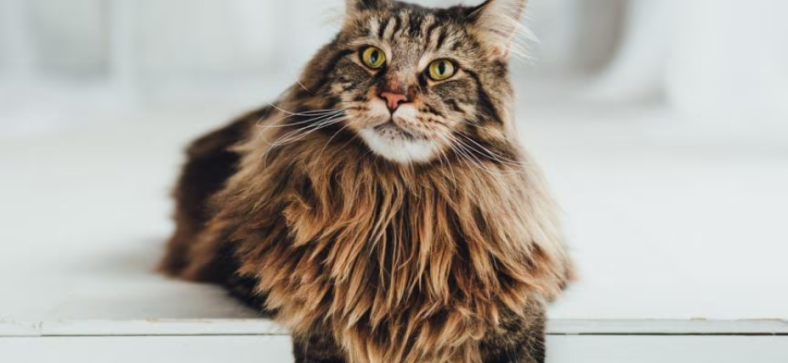 How Much is a Maine Coon Cat?