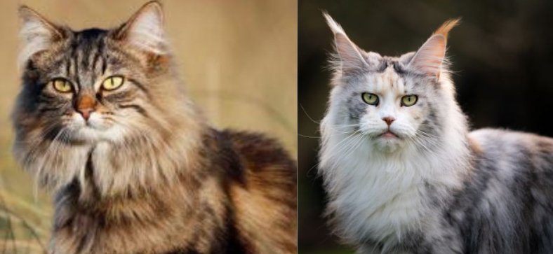maine coon vs domestic long hair