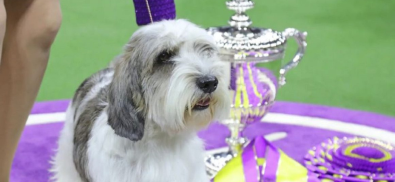  Niles Dog Show 2024