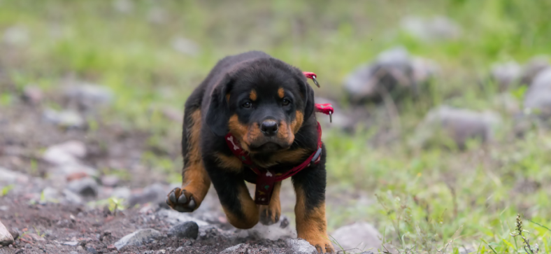 Strength vs Strategy: Can a Rottweiler Kill a Coyote?