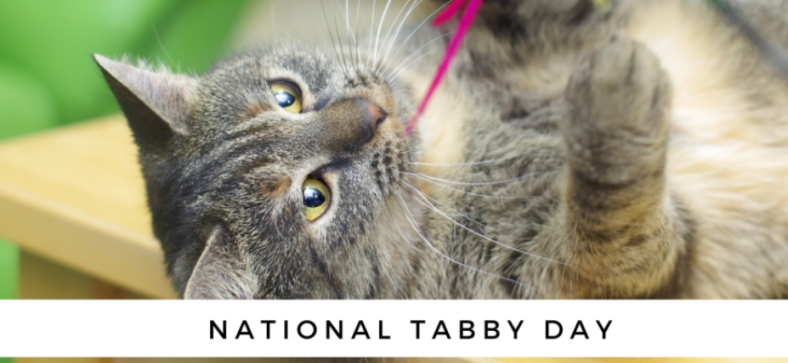 National Tabby Cat Day 2024