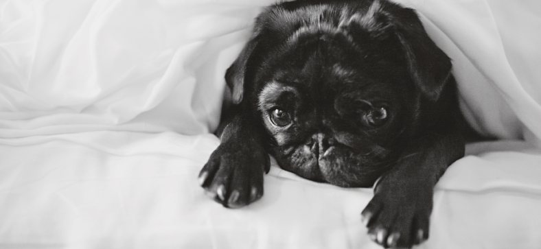 Pug and Shih Tzu