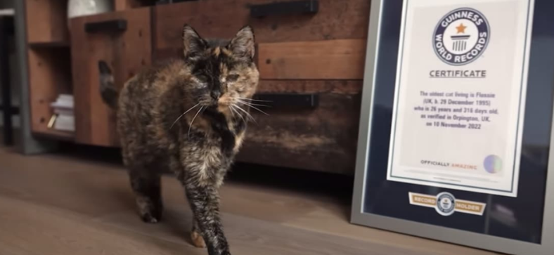 Oldest Cat In The World 2025