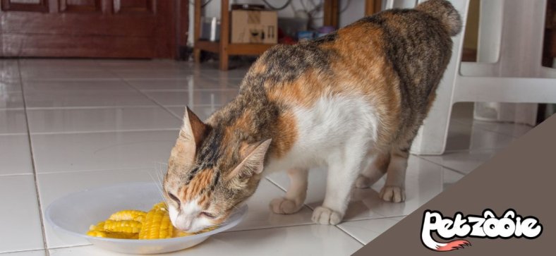 Can Cats Eat Corn?