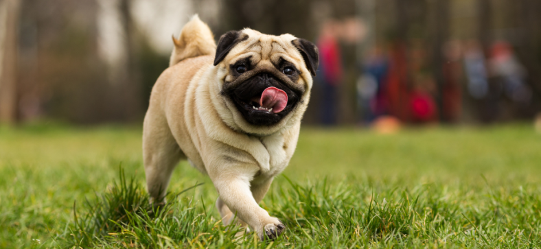 Are Pugs Ugly?