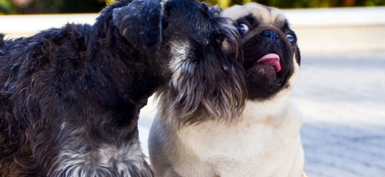 Pug or Miniature Schnauzer