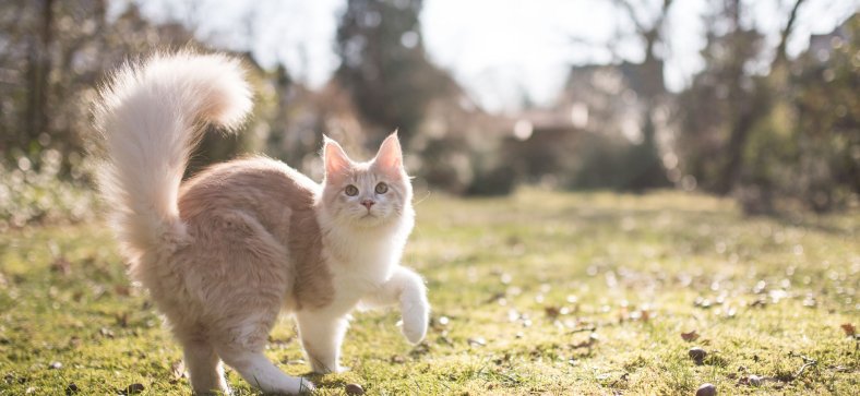 Pyruvate Kinase Deficiency in Maine Coon Cats