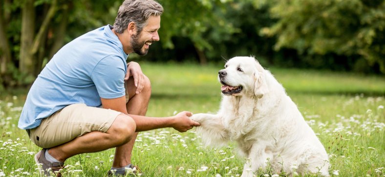 What is R+ dog training