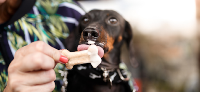 Freeze-Dried Treats vs. Traditional Snacks