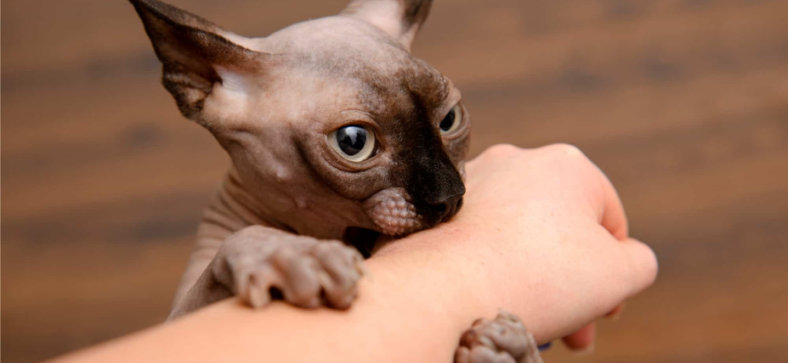  Sphynx Cat Adoption