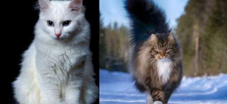 Turkish Angora vs Norwegian Forest Cat