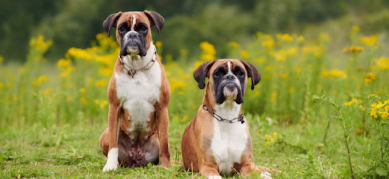 Common Health Issues in Boxer Dogs