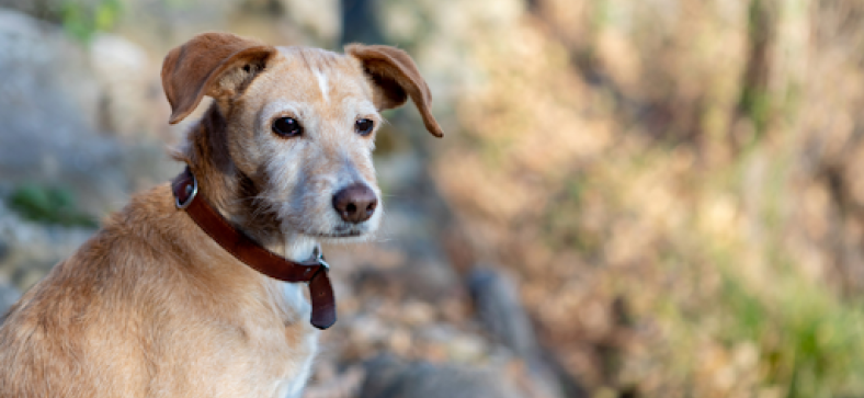 Wearable Pet Tech: Transforming Dog Care with Smart Collars in 2024