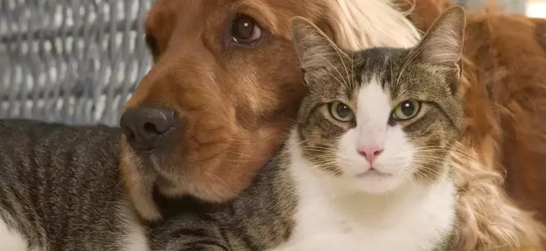 Pets needs should be factored into estate planning.
