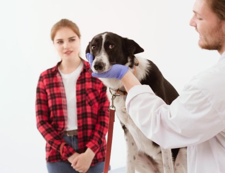 When to Take Your Pet to an Emergency Vet