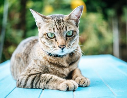 Indoor Exercise for Burmilla Cats