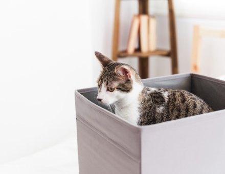 Best Cat Litter of 2026