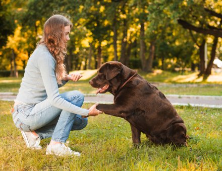 How Play Shapes Your Dog's Brain and Behavior