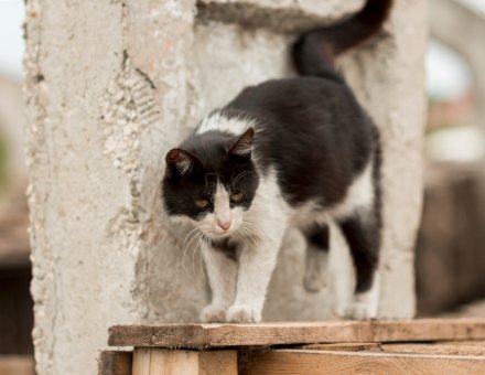 Shelter Cats vs. Purebred Cats